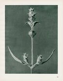 Karl Blossfeldt Original Salvia - Panteek Antique Prints