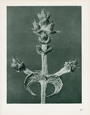 Karl Blossfeldt Original Salvia Aethiopis - Panteek Antique Prints