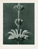 Karl Blossfeldt Original Salvia Arg. - Panteek Antique Prints