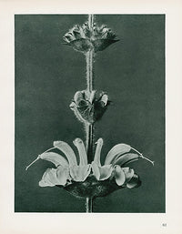 Karl Blossfeldt Original Salvia Arg. - Panteek Antique Prints