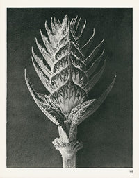 Karl Blossfeldt Original Salvia Pratensis - Panteek Antique Prints