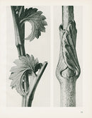 Karl Blossfeldt Original Sanguisorba Canadensis - Panteek Antique Prints