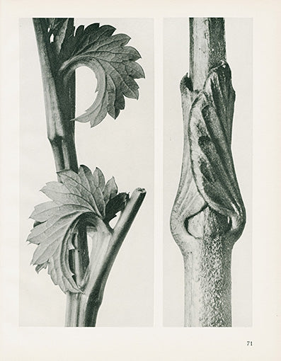 Karl Blossfeldt Original Sanguisorba Canadensis