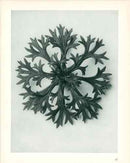 Karl Blossfeldt Original Saxifraga - Panteek Antique Prints