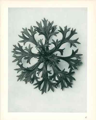 Karl Blossfeldt Original Saxifraga