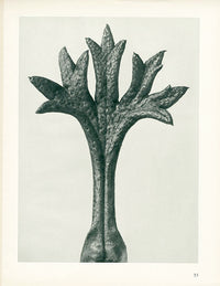 Karl Blossfeldt Original Saxifraga Willkommniana - Panteek Antique Prints