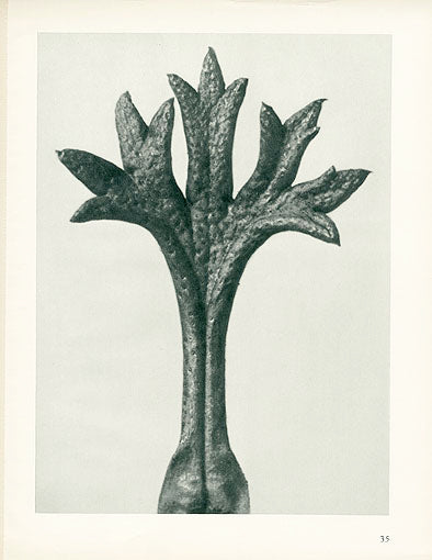 Karl Blossfeldt Original Saxifraga Willkommniana