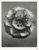 Karl Blossfeldt Original Scabiosa Prolifera - Panteek Antique Prints