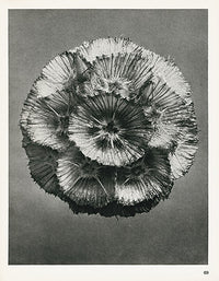 Karl Blossfeldt Original Scabiosa Prolifera - Panteek Antique Prints