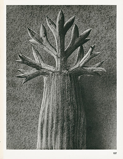 Karl Blossfeldt Original Seseli Gum.