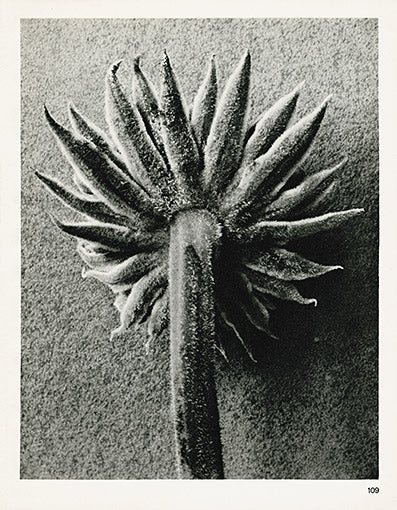 Karl Blossfeldt Original Seseli Gummiferum