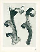 Karl Blossfeldt Original Silphium Lac. - Panteek Antique Prints