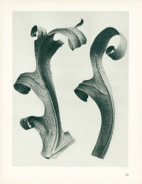 Karl Blossfeldt Original Silphium Lac. - Panteek Antique Prints