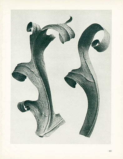 Karl Blossfeldt Original Silphium Lac.