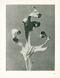 Karl Blossfeldt Original Silphium Laciniatum - Panteek Antique Prints