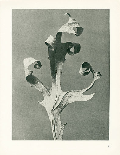 Karl Blossfeldt Original Silphium Laciniatum