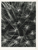 Karl Blossfeldt Original Spiky Seed Pods - Panteek Antique Prints