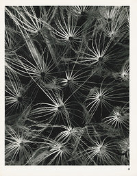 Karl Blossfeldt Original Spiky Seed Pods - Panteek Antique Prints