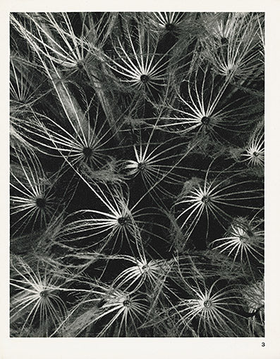 Karl Blossfeldt Original Spiky Seed Pods