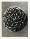 Karl Blossfeldt Original Spurred Bellflower - Panteek Antique Prints