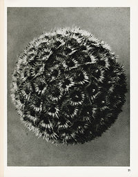 Karl Blossfeldt Original Spurred Bellflower - Panteek Antique Prints