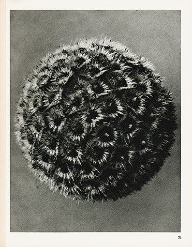 Karl Blossfeldt Original Spurred Bellflower