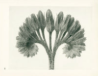 Karl Blossfeldt Original Symphytum Officinale - Panteek Antique Prints