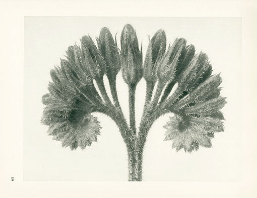 Karl Blossfeldt Original Symphytum Officinale
