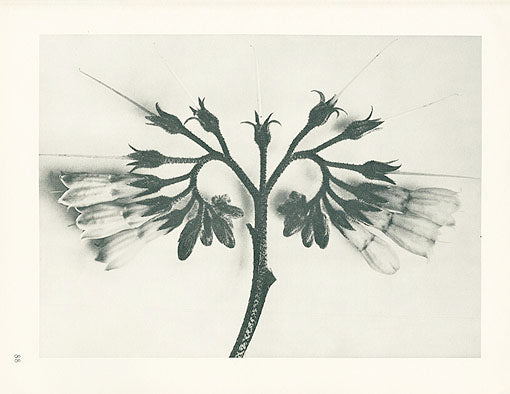 Karl Blossfeldt Original Symphytum Officinale