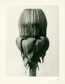 Karl Blossfeldt Original Taraxacum Officinale - Panteek Antique Prints