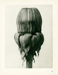 Karl Blossfeldt Original Taraxacum Officinale - Panteek Antique Prints