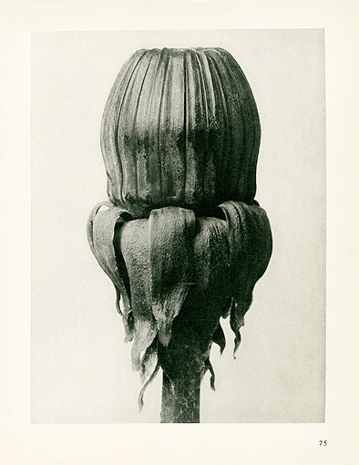 Karl Blossfeldt Original Taraxacum Officinale