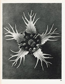 Karl Blossfeldt Original Tellima Grandiflora - Panteek Antique Prints