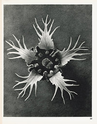 Karl Blossfeldt Original Tellima Grandiflora - Panteek Antique Prints
