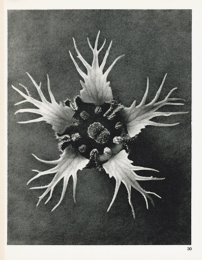 Karl Blossfeldt Original Tellima Grandiflora
