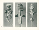 Karl Blossfeldt Original Thistle and Sage - Panteek Antique Prints
