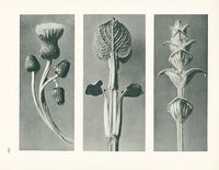 Karl Blossfeldt Original Thistle and Sage - Panteek Antique Prints
