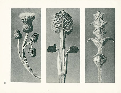 Karl Blossfeldt Original Thistle and Sage