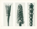 Karl Blossfeldt Original Tragopogon Porrifolius - Panteek Antique Prints