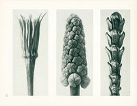 Karl Blossfeldt Original Tragopogon Porrifolius - Panteek Antique Prints