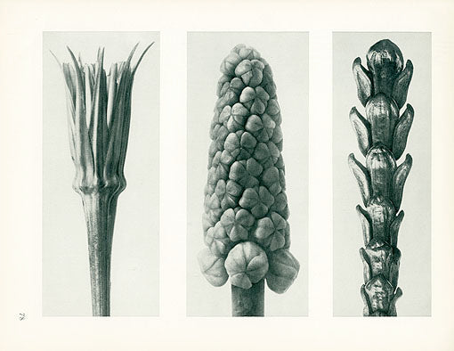 Karl Blossfeldt Original Tragopogon Porrifolius
