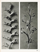 Karl Blossfeldt Original Tritonia, Triticum - Panteek Antique Prints