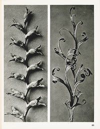 Karl Blossfeldt Original Tritonia, Triticum - Panteek Antique Prints