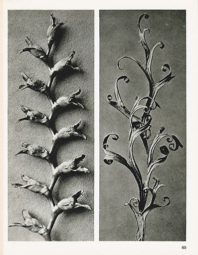 Karl Blossfeldt Original Tritonia, Triticum