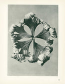 Karl Blossfeldt Original Trollius Europaeus - Panteek Antique Prints