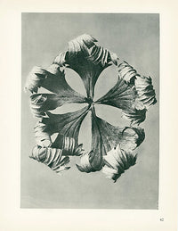 Karl Blossfeldt Original Trollius Europaeus - Panteek Antique Prints