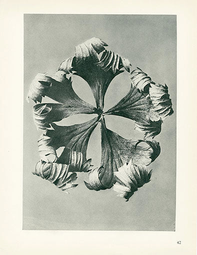 Karl Blossfeldt Original Trollius Europaeus