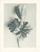 Karl Blossfeldt Original Vaccinium Corymbosum - Panteek Antique Prints