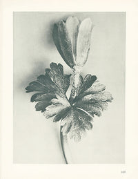 Karl Blossfeldt Original Vaccinium Corymbosum - Panteek Antique Prints