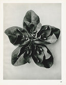 Karl Blossfeldt Photogravure Cajophora - Panteek Antique Prints